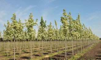 城市绿化的小帮手