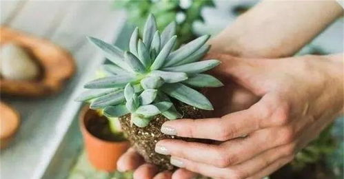 多肉植物：Neng否承受这强大的杀菌组合？