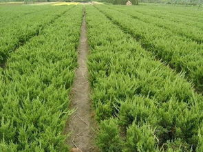 一平米内种植16株小龙柏，究竟一平米嫩种多少株？