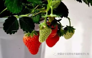 阳台草莓盆栽种植时草莓籽应该怎样处理和播种才能顺利发芽生长