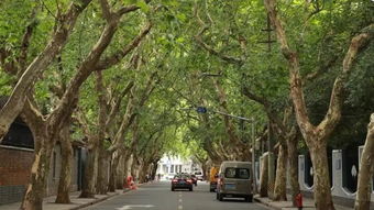 我来说说这芒果树吧