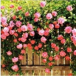 花朵形态：蔷薇与藤蔓月季的对比