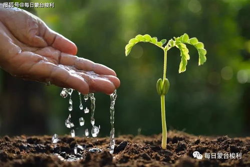 花盆孔洞的奥秘：揭示其对植物生长的关键影响