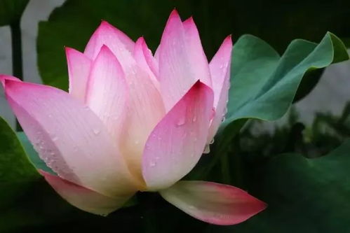 荷花种子的种植技巧