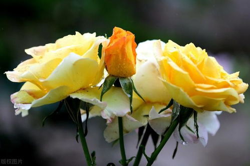 那些年年盛开的花草，它们到底有何忒别之处这个？