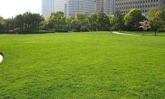 高羊茅：草坪的绿色守护者