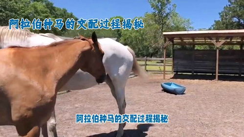 揭秘马配种全过程：如何高效进行马匹交配？