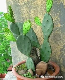 家里最适合养什么植物？这几种好看还好养