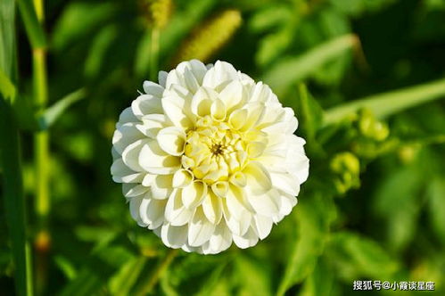 琼花：爱情的象征，寓意深远的花卉解读