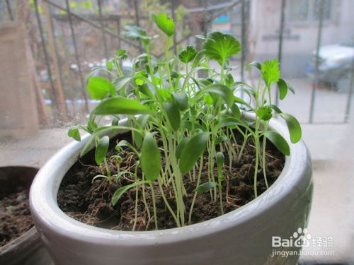 门前还是地里？花盆里梗合适？