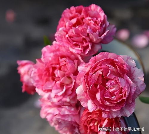 伊芙系列月季：花大浓香花期长