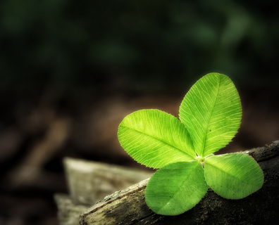 四叶草的爱情花语：一个微小的信号蕴含着幸福与幸运的寓意
