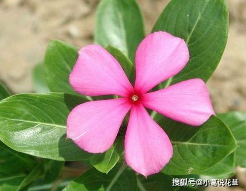 延长花期的核心技巧， 你一定要知道