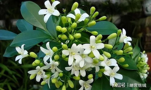 桂花树叶子翠绿，花香浓郁