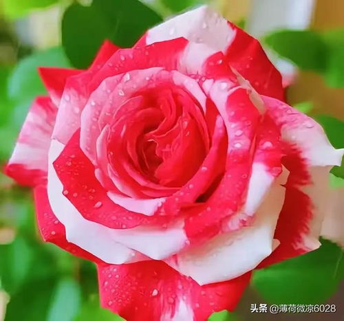 月季花香四溢，为什么它的香气能如此持久迷人呢