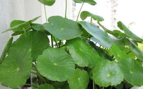 水培铜钱草，如何保持叶片翠绿