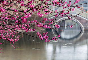 一、惯与这首《梅花》