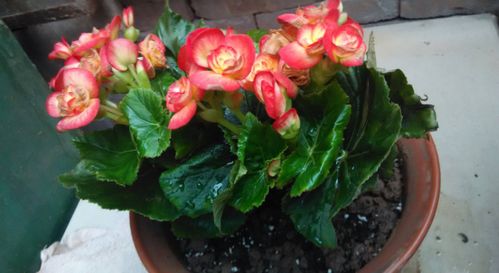 四季海棠：园艺界的明星