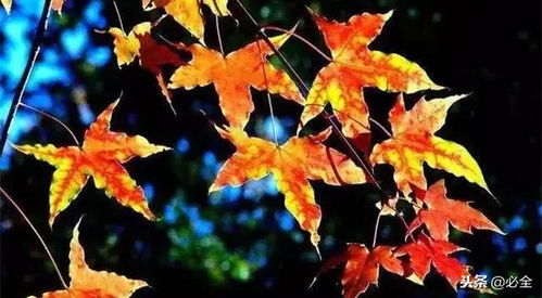 种子发芽，有时候就像捉迷藏