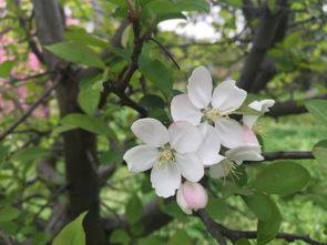 现代海棠，是从哪里来的呢？