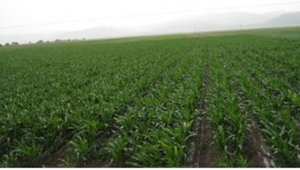 大豆田除草剂，适用草坪种类