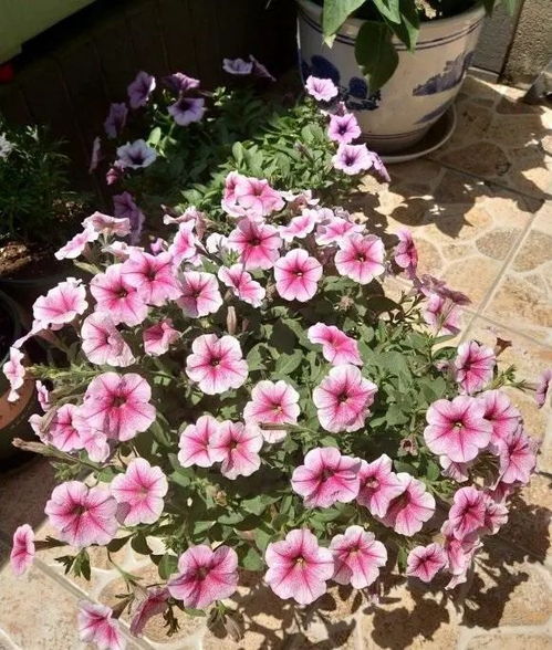 养不死的花植物品种推荐， 轻松打造无忧花园