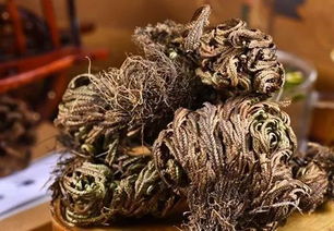 干燥环境如何养卷柏？保持土壤微湿是关键吗