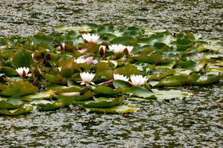 睡莲花泡水， 提高免疫力的天然良药