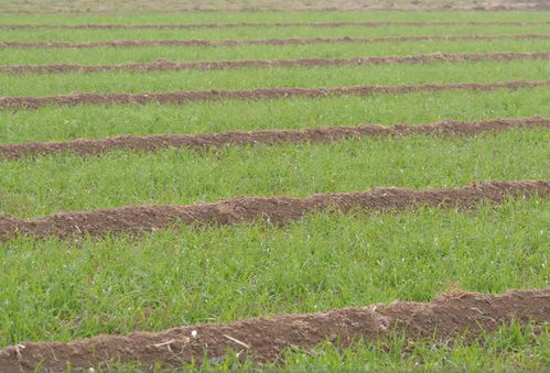 除草剂：农民的好帮手