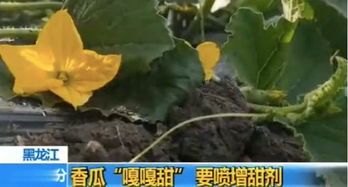 哪种瓜果增甜剂既甜又安全，适合家庭使用？