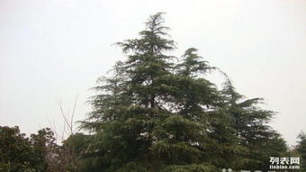 云南雪松苗价格探秘：揭秘价格之谜