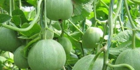 农药打早了平安吗？