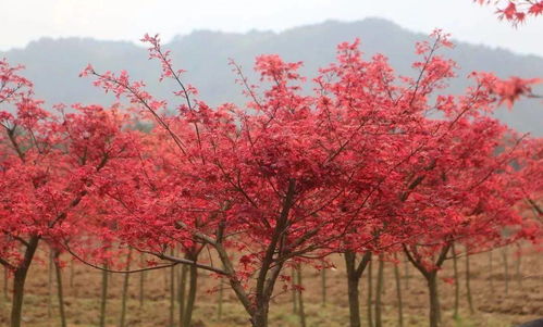 茉莉和红枫树的剪枝时机揭秘