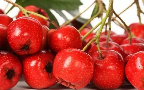 儿童过量食用山楂易致内热，需适量