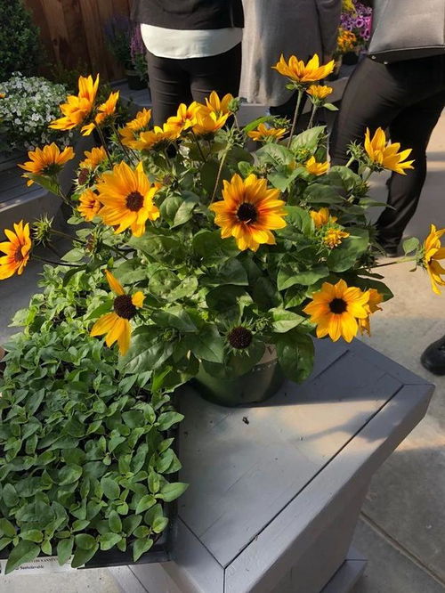 梅花， 冬天的使者