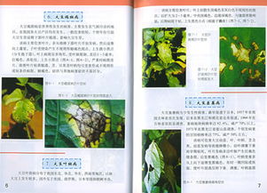 大豆猝倒病的防治方法