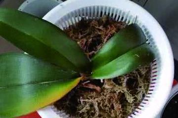 3. 虫害侵袭，叶面受损