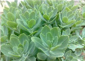 被蝎子草刺伤后的紧急处理