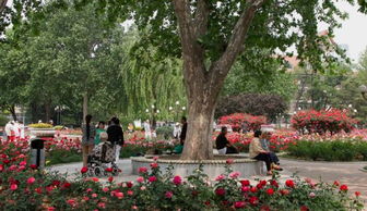 睦南公园， 赏花的好去处