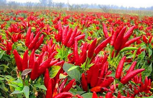 施肥有技巧，讲究方法