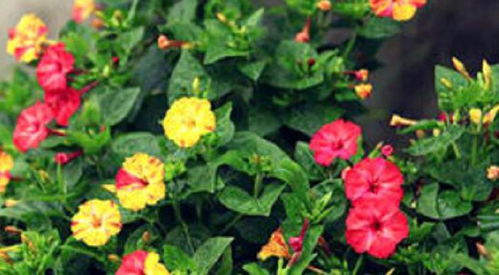 播种的季节：等待的美丽