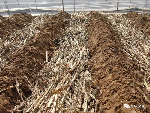 秸秆饲料化学处理：碱化、氨化、青贮