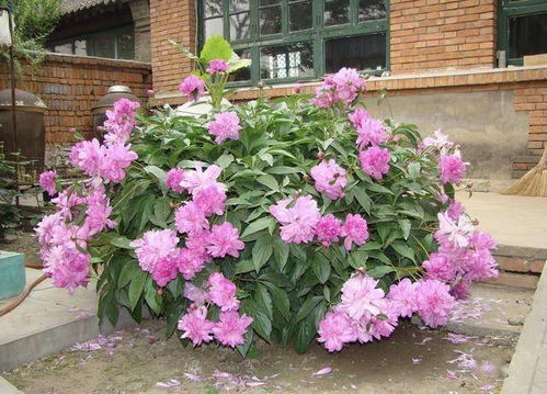 —位置不当的树—