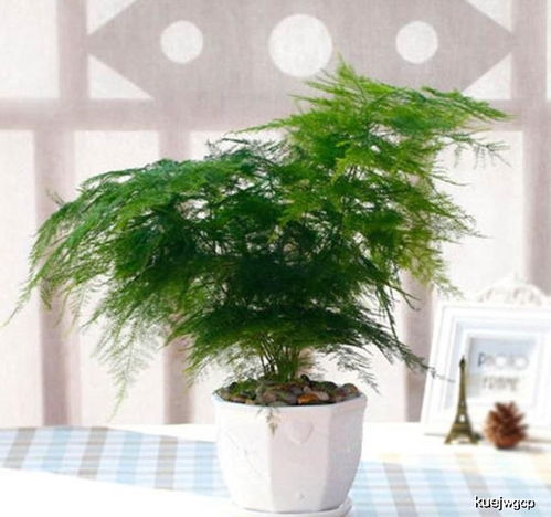 文竹：清新空气的守护者