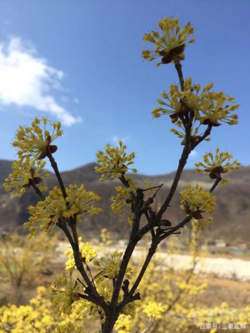 朴树的独特音乐魅力