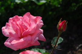 紫皇后月季，高贵冷艳，魅力无限