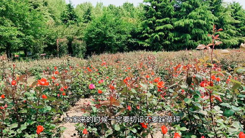 月季花，郑州植物园的骄傲
