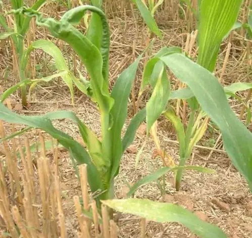 玉米病害防治， 己唑醇的神奇效果