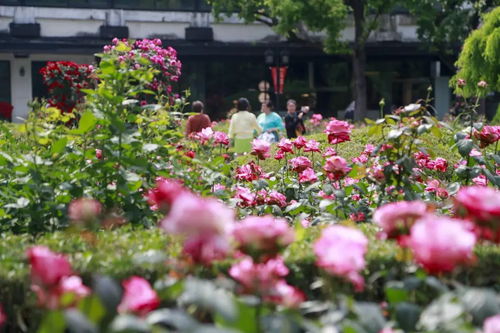 长春月季花海儿童公园，浪漫打卡地大揭秘！