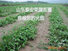 五、 苗木园艺场，花海景观设计专家